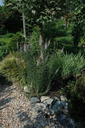 Linaria purpurea geen maat specificatie 0,55L/P9cm - afbeelding 2