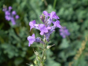 Linaria purpurea geen maat specificatie 0,55L/P9cm - afbeelding 3