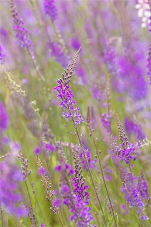Linaria purpurea geen maat specificatie 0,55L/P9cm - afbeelding 4