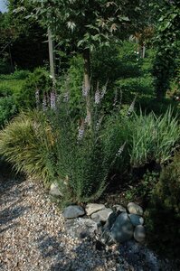 Linaria purpurea geen maat specificatie 0,55L/P9cm - image 2