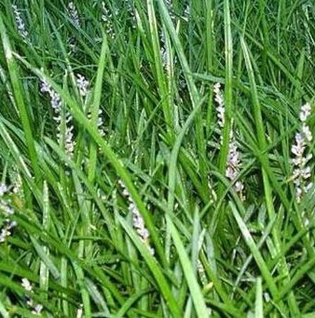 Liriope spicata geen maat specificatie 0,55L/P9cm