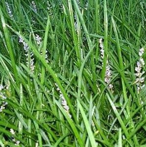 Liriope spicata geen maat specificatie 0,55L/P9cm