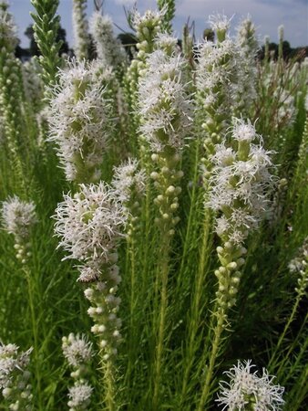 Liatris spicata 'Floristan Weiss' geen maat specificatie 0,55L/P9cm