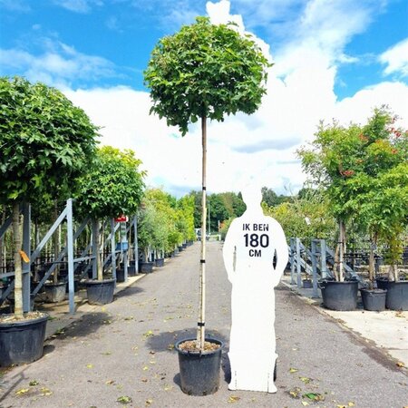Liquidambar s. 'Gum Ball' 10-12 Hoogstam container 225 cm stam - afbeelding 1