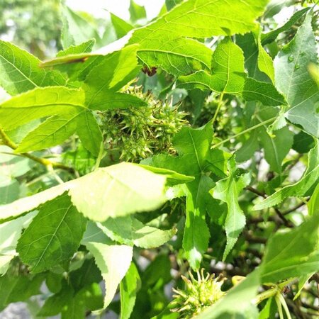 Liquidambar s. 'Gum Ball' 10-12 Hoogstam container 225 cm stam - afbeelding 2