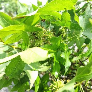 Liquidambar s. 'Gum Ball' 10-12 Hoogstam container 225 cm stam - afbeelding 2