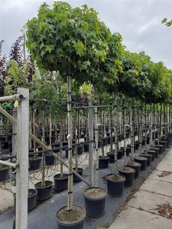 Liquidambar s. 'Gum Ball' 12-14 Hoogstam container - afbeelding 1