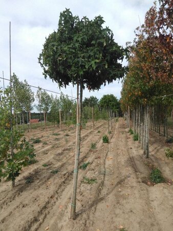 Liquidambar s. 'Gum Ball' 14-16 Hoogstam draadkluit 2 X verplant