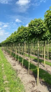 Liquidambar s. 'Gum Ball' 18-20 Hoogstam draadkluit 3 X verplant