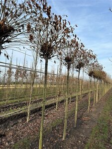 Liquidambar s. 'Gum Ball' 18-20 Hoogstam draadkluit 3 X verplant - afbeelding 2