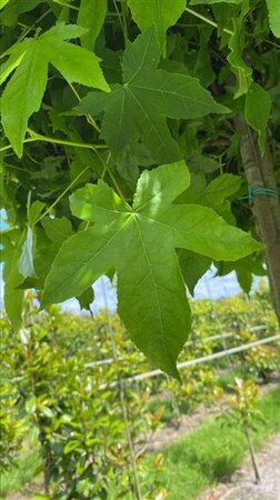 Liquidambar s. 'Gum Ball' 18-20 Hoogstam draadkluit 3 X verplant - afbeelding 3