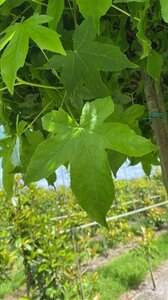 Liquidambar s. 'Gum Ball' 18-20 Hoogstam draadkluit 3 X verplant - afbeelding 3