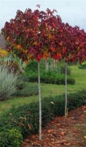 Liquidambar s. 'Gum Ball' 8-10 Hoogstam container - afbeelding 2