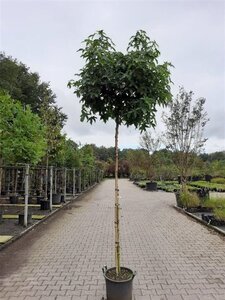 Liquidambar s. 'Gum Ball' 8-10 Hoogstam container