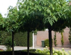 Liquidambar s. 'Gum Ball' 8-10 Hoogstam container - afbeelding 3