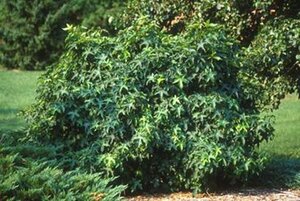 Liquidambar s. 'Gum Ball' 8-10 Hoogstam container - afbeelding 4