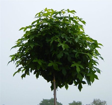 Liquidambar s. 'Gum Ball' 8-10 Hoogstam container - afbeelding 5
