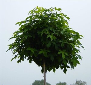 Liquidambar s. 'Gum Ball' 8-10 Hoogstam container - afbeelding 5
