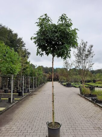 Liquidambar s. 'Gum Ball' 8-10 Hoogstam container - afbeelding 6