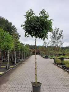 Liquidambar s. 'Gum Ball' 8-10 Hoogstam container - afbeelding 6