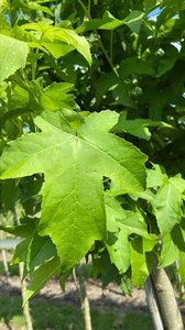 Liquidambar s. 'Lane Roberts' 12-14 Hoogstam draadkluit 2 X verplant - afbeelding 5