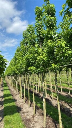 Liquidambar s. 'Lane Roberts' 12-14 Hoogstam draadkluit 2 X verplant - afbeelding 6