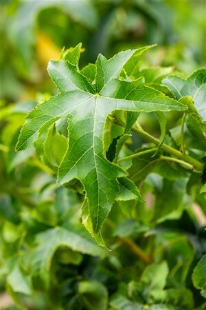 Liquidambar s. 'Lane Roberts' 30-35 cm draadkluit geveerd - afbeelding 2