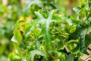 Liquidambar s. 'Lane Roberts' 35-40 Hoogstam draadkluit dakvorm 240 - afbeelding 4