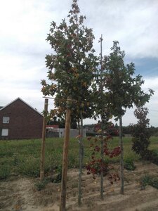 Liquidambar s. 'Moraine' 14-16 Hoogstam draadkluit 2 X verplant - afbeelding 5