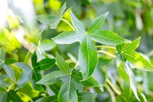 Liquidambar s. 'Moraine' 18-20 Hoogstam draadkluit 3 X verplant - afbeelding 3