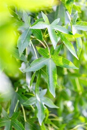 Liquidambar s. 'Moraine' 20-25 Hoogstam draadkluit 4 X verplant - afbeelding 2