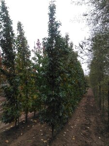 Liquidambar s. 'SlenderSilhouette' 12-14 cm draadkluit geveerd 2 X verplant - afbeelding 2