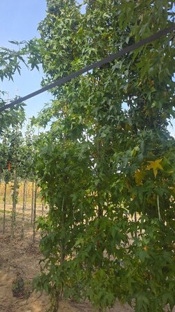 Liquidambar s. 'SlenderSilhouette' 12-14 cm draadkluit geveerd 2 X verplant - afbeelding 1