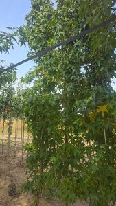 Liquidambar s. 'SlenderSilhouette' 12-14 cm draadkluit geveerd 2 X verplant