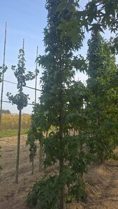 Liquidambar s. 'SlenderSilhouette' 14-16 cm draadkluit geveerd 3 X verplant - afbeelding 4