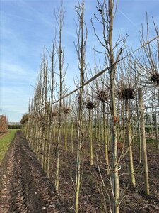 Liquidambar s. 'SlenderSilhouette' 14-16 cm WRB feathered 3 X V