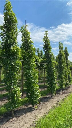 Liquidambar s. 'SlenderSilhouette' 14-16 cm WRB feathered 3 X V - image 2