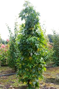 Liquidambar s. 'SlenderSilhouette' 200-250 cm cont. 20L