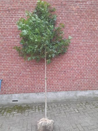 Liquidambar styraciflua 10-12 Hoogstam draadkluit - afbeelding 4