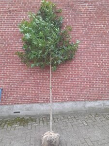 Liquidambar styraciflua 10-12 Hoogstam draadkluit - afbeelding 4