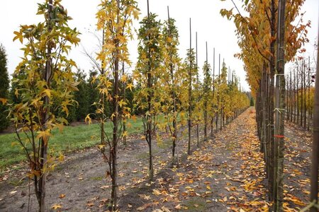 Liquidambar styraciflua 10-12 Hoogstam draadkluit - afbeelding 1