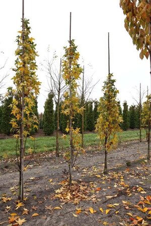 Liquidambar styraciflua 10-12 Hoogstam draadkluit - afbeelding 2