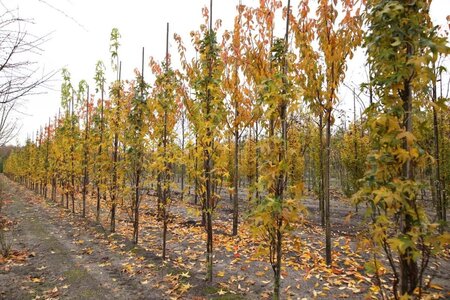 Liquidambar styraciflua 10-12 Hoogstam draadkluit - afbeelding 3