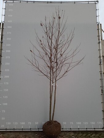 Liquidambar styraciflua 300-350 cm WRB multi-stem
