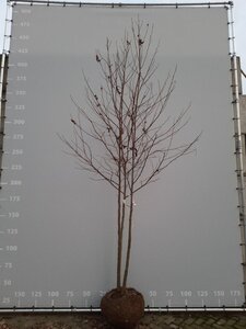 Liquidambar styraciflua 300-350 cm WRB multi-stem