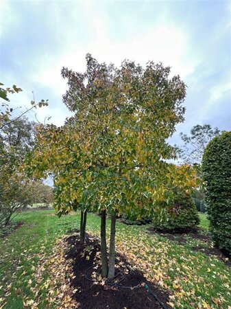 Liquidambar styraciflua 600-700 cm draadkluit meerstammig - afbeelding 3