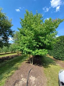 Liquidambar styraciflua 600-700 cm draadkluit meerstammig - afbeelding 5