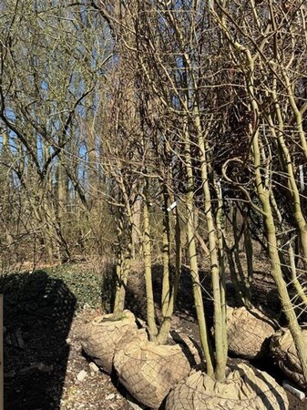 Liquidambar styraciflua 600-700 cm draadkluit meerstammig - afbeelding 2