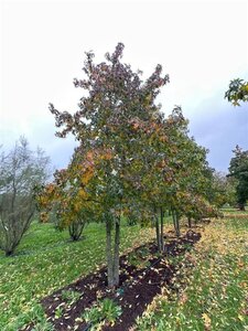 Liquidambar styraciflua 600-700 cm WRB multi-stem