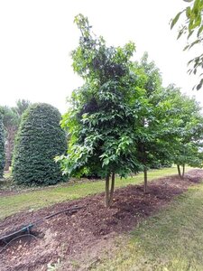 Liquidambar styraciflua 600-700 cm WRB multi-stem